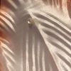 wightspider
